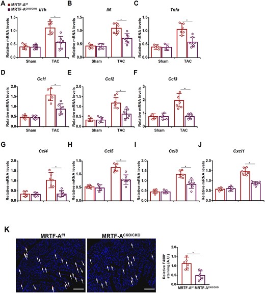 MRTF-A deletion in macrophages mitigates pressure overload-induced cardiac inflammation in mice. Macrophage MRTF-A conditional knockout (MRTF-ACKO/CKO) mice and wild-type (MRTF-Af/f) littermates were subjected to the TAC procedure. (A–J) Expression levels of pro-inflammatory cytokines and chemokines were measured by qPCR. (K) F4/80 staining and quantification. Scale bar, 50 µm. N = 5 mice for the sham groups and N = 6–7 mice for the TAC groups. Data represent mean ± SD. *P < 0.05, two-tailed t-test.