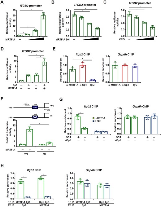 MRTF-A interacts with Sp1 to activate ITGB2 transcription. (A) An ITGB2 promoter–luciferase construct was transfected into HEK293 cells with or without MRTF-A. Luciferase activities were normalized by both protein concentration and GFP fluorescence. (B) An ITGB2 promoter–luciferase construct was transfected into HEK293 cells with or without MRTF-A DN. (C) An ITGB2 promoter–luciferase construct was transfected into HEK293 cells with or without CCG-1423. (D) An ITGB2 promoter–luciferase construct was transfected into HEK293 cells MRTF-A and/or Sp1. (E) Primary cardiac macrophages were isolated from C57BL/6 mice subjected to the TAC procedure. ChIP assays were performed with indicated antibodies. (F) Wild-type or mutant ITGB2 promoter-luciferase construct was transfected into HEK293 cells with or without MRTF-A. Luciferase activities were normalized by both protein concentration and GFP fluorescence and expressed as relative luciferase unit normalized to the control group. (G) RAW cells were transfected with siRNA targeting MRTF-A or scrambled siRNA (SCR). ChIP assays were performed with anti-MRTF-A or IgG. (H) Re-ChIP assays were performed with RAW cells lysates using indicated antibodies. N = 3 for all the experiments. Data represent mean ± SD. *P < 0.05, two-tailed t-test.