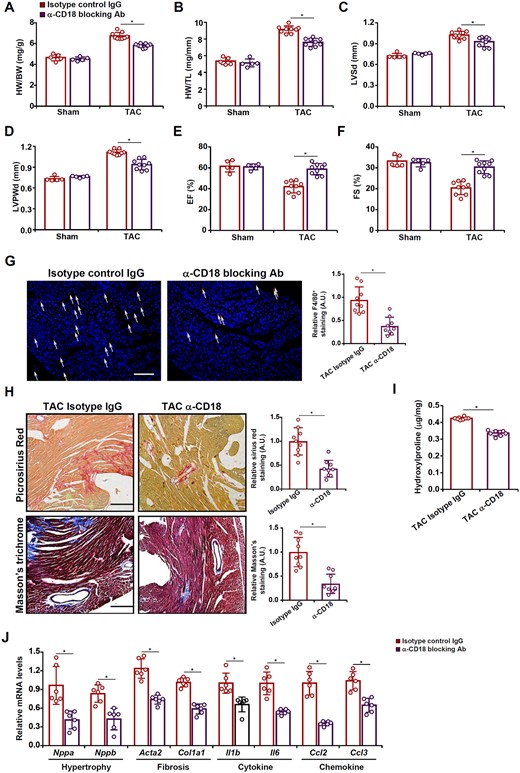 ITGB2 blockade attenuates cardiac hypertrophy in mice. C57BL/6 mice were injected with a CD18 blocking antibody or an isotype IgG following the TAC procedure. (A) Heart weight vs. body weight. (B) Heart weight vs. tibia bone length. (C) LVSd values. (D) LVPWd values. (E) EF values. (F) FS values. (G) F4/80 staining. (H) Picrosirius red staining and Masson’s trichrome staining. (I) Hydroxyproline levels. (J) Gene expression levels were examined by qPCR. N = 5 mice for the sham groups and N = 9 mice for the TAC groups. Data represent mean ± SD. *P < 0.05, two-tailed t-test.