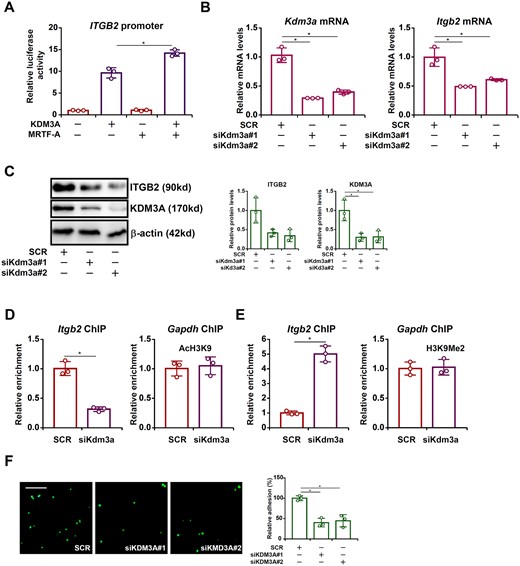 KDM3A regulates ITGB2 transcription and macrophage adhesion. (A) An ITGB2 promoter-luciferase construct was transfected into HEK293 cells MRTF-A and/or KDM3A. (B–F) RAW cells were transfected with siRNA targeting KDM3A or scrambled siRNA (SCR). ITGB2 expression was examined by qPCR and Western. ChIP assays were performed with anti-acetyl H3K9 and anti-dimethyl H3K9. Leucocyte adhesion assay was performed and quantified as described in Methods. Scale bar, 50 µm. N = 3 for all the experiments. Data represent mean ± SD. *P < 0.05, two-tailed t-test.