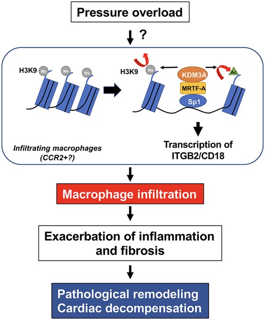 Pressure overload induces pathological remodelling in the heart through activation of an epigenetic mechanism, namely H3K9 demethylation and H3K9 acetylation, in macrophages where MRTF-A, a transcription factor co-factor, and KDM3A, a histone demethylase, are involved in this process. Up-regulation of ITGB2 promotes adhesion of macrophages to endothelial cells, which in turn promotes pathological remodelling in the heart. Detailed molecular mechanisms through which pressure overload activates the MRTF-A-KDM3A pathway remains to be elucidated. MRTF-A activates transcription of ITGB-2 through Sp1. The MRTF-A-KDM3A pathway may also activate other mechanisms of pathological hypertrophy through interaction of MRTF-A and other transcription factors, including NF-κB.