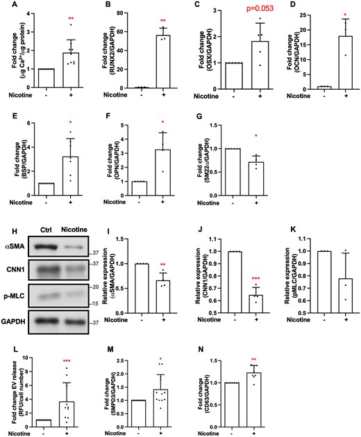 Nicotine increases VSMC calcification in vitro. (A) Calcification was induced with elevated Ca2+ concentrations (5.4 mM) in DMEM with 2.5% FBS in the presence of nicotine (1 mM, 5–7 days) and quantified using an o-cresolphthalein colorimetric assay. Cells were seeded in 48-well plates at 15 000 cells/well. Data from n = 9 independent experiments. Statistical significance was tested with one-sample test. (B–F) qPCR analysis of osteogenic genes RUNX2, Osx, OCN, BSP, OPN, and (G) contractile marker SM22α in VSMCs treated with nicotine (1 µM or 1 mM, 7 days in DMEM with 20% FBS). Statistical significance was tested with one-sample test. Data from n = 3 (B, D), n = 5 (C), n = 7 (E), n = 4 (F, G) independent experiments. In case of borderline significance, more samples were added to rule in/rule out the genes that are involved in nicotine-induced changes in VSMCs. (H–K) Western blotting and quantification of contractile markers αSMA, CNN1, p-MLC in VSMCs treated with nicotine (1 mM, 7 days in DMEM with 20% FBS). Labels show protein standard (kDa). Data from n = 4 (I, J) and n = 3 (K) independent experiments. Statistical significance was tested with one-sample test. (L) VSMCs treated with nicotine (1 mM, 24 h) in DMEM with 0.5% FBS secrete more EVs than VSMCs treated with vehicle control. EVs were captured with anti-CD63-coulped beads, detected with a fluorescently labelled anti-CD81 antibody and quantified using flow cytometry. Cells were seeded in 48-well plates at 15 000 cells/well. Data from n = 3 independent experiments in triplicate or quadruplicate. Statistical significance was tested with one-sample test. (M and N) qPCR analysis of EV-related genes; CD63 and SMPD3 mRNA expression treated with nicotine (1 mM, 7 days in DMEM with 20% FBS). Data from n = 12 (M) and n = 8 (N) independent experiments. Statistical significance was tested with one-sample test.