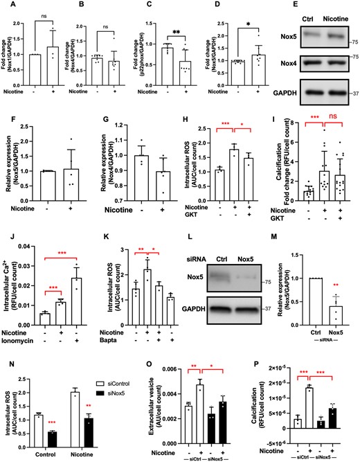 Nox5 mediates pro-calcific effects of nicotine. (A–D) qPCR analysis of NOX subunit mRNA expression in VSMCs treated with nicotine (1 mM, 7 days in DMEM with 20% FBS). Data from n = 3 independent experiments in single (A) and n = 4 independent experiments in duplicate or triplicate (B–D). Statistical significance was tested with t-test. (E–G) Western blotting and quantification of Nox4 and Nox5 protein in VSMCs treated with nicotine (1 mM, 7 days in DMEM with 20% FBS). Labels show protein standard (kDa). Data from n = 4 (F) independent experiments in single or duplicate and n = 4 (G) independent experiments in single or triplicate. Statistical significance was tested with t-test. (H) Pre-treatment of VSMCs with GKT136901 (1 µM, 1 h) prior nicotine stimulation (1 mM, 40 min, 8000 cells/well) reduces nicotine-induced intracellular ROS. Data from one experiment in quadruplicate, representative of three independent experiments. Statistical significance was tested with ANOVA. (I) VSMC calcification was induced with calcification medium (2.5% FBS, 3.6 mM Ca2+) in the presence of nicotine (1 mM), with or without pre-treatment with GKT (1 µM, 1 h), for 3–5 days. Cells were seeded in 48-well plates at 15 000 cells/well. Calcification was detected using Fetuin A-Alexa-546. Data from four independent experiments, each in triplicate or quadruplicate. Statistical significance was tested with Kruskal–Wallis test. (J) Nicotine (10 mM, 5 min) induces an increase in intracellular Ca2+ (measured using Fluo-4-AM). Cells were seeded in 96-well plates at 8000 cells/well. Data from one experiment in quadruplicate, representative of three independent experiments. Statistical significance was tested with t-test. (K) Pre-treatment of VSMCs with BAPTA-AM (1 µM, 1 h) reduces nicotine-induced intracellular Ca2+ (10 mM nicotine, 5 min, 8000 cells/well). Data from one experiment in quadruplicate, representative of three independent experiments. Statistical significance was tested with ANOVA. (L–M) Western blot showing that siRNA knock-down (24 h) decreased Nox5 protein expression. Labels show protein standard (kDa). Data from n = 4 independent experiments in single or duplicate. Statistical significance was tested with one-sample test (N) SiRNA knock-down of Nox5 (24 h) decreased VSMC intracellular ROS (data from one experiment in triplicate, representative of three independent experiments), (O) EV secretion (data from one experiment in triplicate, representative of three independent experiments), and (P) VSMC calcification (2.5% FBS, 3.6 mM Ca2+, 3–5 days). Data from one experiment in quadruplicate, representative of three independent experiments. Statistical significance was tested with ANOVA(N–P).