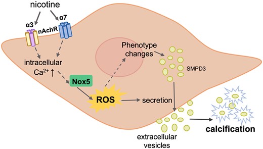 Mechanism of nicotine-induced VSMC calcification. Nicotine induces changes in VSMCs that initiate their calcification. First, nicotine binds to α3 and α7 nAchR on VSMCs, which rapidly raises intracellular Ca2+ levels. Nox5, whose activity is dependent on Ca2+, is then activated and subsequently increases production of intracellular ROS. Oxidative stress induces VSMC phenotypic switching and promotes transdifferentiation of VSMCs towards an osteogenic phenotype. Phenotypic switching of VMSC also results in higher secretion of EVs, which mineralize and contribute to calcification.
