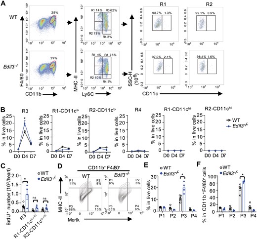 EDIL3 deficiency promoted the expansion of monocyte-derived macrophages and Mertk−MHC-IIlo-int macrophages. (A) Representative gating strategy for cardiac macrophages in WT and Edil3−/− mice at post-MI day 4. Cardiac cells gated on CD11b+F4/80+ were stratified by MHC-II, Ly6C and CD11c expression. R1, CD11b+F4/80+MHC-IIint-hiLy6Clo; R2, CD11b+F4/80+MHC-IIloLy6Clo; R3, CD11b+F4/80+MHC-IIlo-hiLy6Chi; R4, CD11b+F4/80+MHC-II-Ly6Chi. (B) Dynamics of cardiac macrophage subsets in WT and Edil3−/− mice. *P < 0.05 vs. WT at the same time point, n = 4–6 (t-test). (C) Ly6Chi monocytes were labelled with BrdU by i.p. injecting WT and Edil3−/− mice 48 h prior to harvest. Mice were sacrificed on Day 4 after MI, and BrdU+ cells were detected by flow cytometry. *P < 0.05, n = 4–5 (t-test). (D) Representative contour plots of cardiac macrophages in WT and Edil3−/− mice at post-MI day 4. Cardiac cells gated on CD11b+F4/80+ were stratified by MHC-II and Mertk expression. P1, CD11b+F4/80+Mertk−MHC-IIhi; P2, CD11b+F4/80+Mertk+MHC-IIhi; P3, CD11b+F4/80+Mertk−MHC-IIlo-int; P4, CD11b+F4/80+Mertk+MHC-IIlo-int. (E–F) Relative percentage of macrophage subsets in live cells (E) and in CD11b+F4/80+ macrophages (F) at post-MI day 4. *P < 0.05 and **P < 0.01 vs. WT at the same subset, n = 4–6 (t-test).