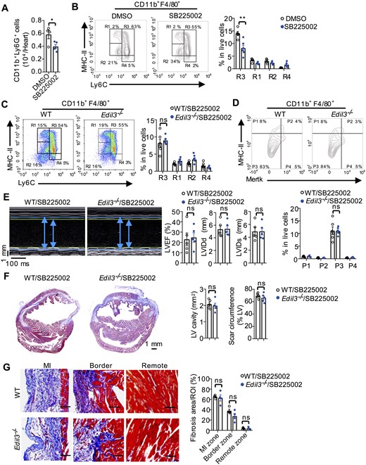 A CXCR2 antagonist eliminated the differences in macrophage polarization and cardiac function between WT and Edil3−/− mice. (A) Neutrophil numbers on Day 3 after MI in hearts of WT mice receiving the CXCR2 antagonist SB225002 or DMSO. P < 0.05, n = 4–5 (t-test). (B) Representative scatter plots of cardiac macrophages based on the expression of MHC-II and Ly6C on Day 4 after MI in WT mice receiving SB225002 or DMSO (left). Quantification of macrophage subsets in live cells (right). **P < 0.01 vs. WT at the same subset, n = 5 (t-test). (C–D) Flow cytometric quantification of cardiac macrophages based on MHC-II and Ly6C expression (C) or Mertk and MHC-II expression (D) on Day 4 after MI in WT and Edil3−/− mice receiving SB225002 (n = 6–7). (E) Echocardiographic measurement of LVEF, LVIDd, and LVIDs on Day 28 after MI in WT and Edil3−/− mice receiving SB225002 (n = 5). (F) Masson’s trichrome staining and quantitative analysis of LV cavity size and scar length on Day 28 after MI in WT and Edil3−/− mice receiving SB225002 (n = 5, scale bar = 1 mm). (G) Representative collagen staining (blue, scale bar = 100 μm) and quantitative analysis of the fibrosis content on Day 28 after MI in the hearts of WT mice and Edil3−/− mice receiving CXCR2 antagonist (n = 4–5).