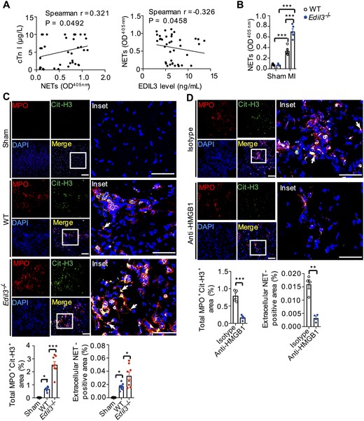 EDIL3 deficiency increased NET levels after MI. (A) Serum NET levels (MPO/DNA complex) in MI patients were detected with MPO/DNA complex ELISA and correlation with MI biomarker cTnI (left) and EDIL3 (right) levels was analysed. P < 0.05, n = 38 (Spearman’s correlation). (B) Serum NET levels were tested in WT and Edil3−/− mice on post-MI day 1. Control mice were treated by a sham operation. ***P < 0.001, n = 5 (one-way ANOVA). (C) NETs were identified by Cit-H3 (green), MPO (red), and DAPI (blue) in hearts from WT and Edil3−/− mice on post-MI day 3. Control mice were treated by a sham operation. The white arrows figure out extracellular NETs. NET-positive area was in the infarcted zone and the border zone, but not in the remote zone. NET-positive area (%) = (the co-localized area of MPO+ and CitH3+/the area of the tissue in each microscopic field using 20× objective) ×100%. Scale bar =50 μm (left column) or 100 μm (right column). *P < 0.05 and ***P < 0.001, n = 6–8 (one-way ANOVA). (D) Representative confocal immunofluorescence images of heart sections from WT mice treated with isotype or anti-HMGB1 on Day 3 after MI, scale bar= 50 μm (left column) or 100 μm (right column). ***P < 0.001, n = 4 (t-test).