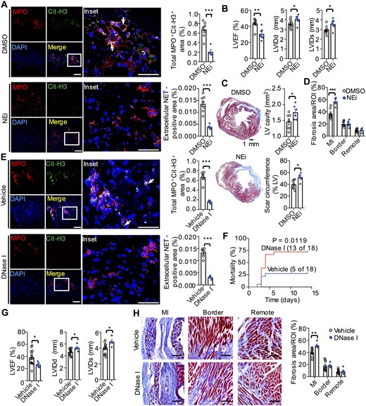 NETs improved cardiac healing after MI. (A) Representative confocal immunofluorescence images (left) and quantitation of NETs (right) of heart sections from WT mice treated with DMSO or NEi (50 μg per mouse) for 3 days after MI. Stained with Cit-H3 (green), MPO (red), and DAPI (blue). The white arrows figure out extracellular NETs. Total MPO+ CitH3+ (%) = (the co-localized area of MPO+ and CitH3+/the area of the tissue in each microscopic field using 20× objective) ×100%; Extracellular NET-positive area (%) = (Extracellular reticular structures in co-localized area of MPO+ and CitH3+/the area of the tissue in each microscopic field using 20× objective) ×100%. Scale bar = 50 μm (left column) or 100 μm (right column). ***P < 0.001, n = 5–7 (t-test). (B) Echocardiographic data for LVEF, LVIDd, and LVIDs on Day 14 after MI. *P < 0.05 and **P < 0.01, n = 7–9 (t-test). (C) Representative Masson’s trichrome staining of cardiac tissue in the DMSO and NEi groups on Day 14 after MI (left, scale bar = 1 mm). Quantitative analysis of the LV cavity size and scar length in both groups (right). *P < 0.05, n = 6–7 (t-test). (D) Quantitative analysis of the fibrosis content (blue) in the hearts of WT mice in the DMSO and NEi treated groups on Day 14 after MI. **P < 0.01 vs. DMSO group at the same area, n = 6–7 (t-test). (E) Representative confocal immunofluorescence images (left) and quantitation of NETs (right) of heart sections from WT mice treated with 200 U of DNase I or vehicle control for 3 days after MI. Stained with Cit-H3 (green), MPO (red), and DAPI (blue). Scale bar =50 μm (left column) or 100 μm (right column). ***P < 0.001, n = 5–6 (t-test). (F) Cumulative mortality within 14 days after MI in WT mice injected intravenously with 200 U of DNase I or vehicle. n = 18 (log-rank test). (G) The echocardiographic data for LVEF, LVIDd, and LVIDs on Day 14 after MI. *P < 0.05, n = 13 in vehicle group, n = 5 in DNase group (the deficiency of echocardiographic data for sixth mouse in (F) was due to unsuitable anaesthesia before operating echocardiography at the end of post-MI day 14) (t-test). (H) Representative collagen staining (left) and quantitative analysis of the fibrosis content (right) in the hearts of WT mice in the DNase I and vehicle groups on Day 14 after MI. We noted that the fibrosis area of control groups in (H) (40% on post-MI day 14) is smaller than that shown in Figure 1H (80% on post-MI day 28). This is because, during the development of MI, collagens will be accumulated with the time and the fibrosis area will be enlarged.74 Scale bar = 100 μm. **P < 0.01, n = 5–10 (t-test).