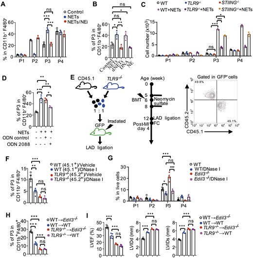 The DNA moiety of NETs primed pro-inflammatory macrophage polarization. (A) Flow cytometry analysis of macrophage polarization based on the expression of Mertk and MHC-II. Macrophage polarization in the presence of NETs, which were pre-treated with or without 5 μM NEi for 1 h. Cells in the control group were treated with 200 nM PMA without any NETs. ***P < 0.001, n = 3 (One-way ANOVA). (B) Macrophage polarization in the presence of NETs, dNETs, purified DNA from NETs, or NE. Digested NETs were formed by incubating NETs with DNase I (100 U/mL) for 30 min. *P < 0.05 and **P < 0.01, n = 3 (One-way ANOVA). (C) Quantitative analysis of macrophage subsets, which were polarized from monocytes of WT, TLR9−/− and STING−/− mice, in the presence or absence of NETs. *P < 0.05 and ***P < 0.001, n = 3 (One-way ANOVA). (D) Flow cytometry quantification of macrography subsets, which were polarized from WT monocytes incubated with TLR9 inhibitor (ODN 2088) or ODN negative control (tlrl-2088c) in the presence of NETs. Data in (A–D) are based on three independent experiments, *P < 0.05, **P < 0.01, and ***P < 0.001 (One-way ANOVA). (E) A diagram for the generation of bone marrow chimaera (left). GFP mice were used as recipient after irradiation and then reconstituted with CD45.1+ bone marrow cells in conjunction with equal number of TLR9−/− (CD45.2+) bone marrow cells. The success of reconstitution was confirmed by flow cytometry (right). (F) Macrophage polarization was analysed on post-MI day 4 in GFP+ recipient mice treated with vehicle or DNase I. **P < 0.01 and ***P < 0.001, n = 4 (One-way ANOVA). (G) On Day 4 after LAD ligation, flow cytometry quantification of macrophage polarization in the hearts of WT and Edil3−/− mice, treated with or without DNase I for 3 days. *P < 0.05 and ***P < 0.001, n = 4 (One-way ANOVA). (H) Flow cytometry analysis of macrophage polarization on post-MI day 4 in hearts of WT or Edil3−/− mice transplanted with bone marrow of WT or TLR9−/− mice. ***P < 0.001, n = 5 (One-way ANOVA). (I) Analysis of cardiac function in bone marrow chimaeras 14 days post- MI. ***P < 0.001, n = 5 (One-way ANOVA).