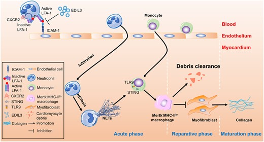 Graphical abstract