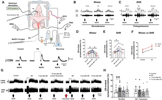 ES (30 Hz, 2 ms, 10 V) of the SCG leads to chemoreflex hyperreflexia of the sympathetic nerve response in both Wistar and SH rat (SHR) strains. (A) Schematic of the working heart-brainstem preparation (WHBP) showing cannulation of the ICA for drug infusions into the CB, and ES of SCG. Enhanced integrated CSN (∫CSN) discharge reveals a sensitizing effect of ES-SCG on the CB. (B) tSNA (raw and integrated waveform) during chemoreflex activation before and after ES in Wistar and (C) SHR. (D) Group data of ES of the SCG on the chemoreflex-evoked sympathoexcitation of Wistar (n = 6) vs. (E) SHR (n = 6). (F) The slope of linear regression between rat strains shows no difference in the gain of chemoreflex sensitization following ES of the SCG. (G) tSNA (raw and integrated waveform) during chemoreflex activation before and after ES and repeated after injection of tamsulosin (50 µL, 1 mmol/L) into ICA of a Wistar rat. (H) Tamsulosin blocked the sensitizing effect of ES-SCG on the CB-evoked sympathoexcitation (n = 6). Chemoreflex was evoked via intra-aorta injection of NaCN (0.4 µg/µL; 50 µL). Data analysed using paired Student’s t-test and mixed-effects model from ES onwards; *P < 0.05 and **P < 0.01. Note: the reduced number of data points in (D and E) reflects the loss of high-quality recordings in five preparations.