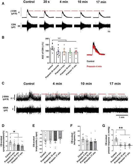 Prazosin injection (40 µL, 1 mmol/L) into the CB via the ICA attenuated the CB-evoked CSN discharge (n = 6), evoked sympatho-hyperreflexia and pressor response in SH rats (n = 10). (A) Typical tracing of CSN (raw and integrated waveforms) after chemoreflex stimulation with NaCN (0.4 µg/µL; 100 µL via aorta); on the right, the superimposition of control and prazosin responses after 4 min is shown. (B) A plot of the percentage change in the AUC relative to similar period of baseline. (C) Typical tracing of the tSNA (raw and integrated waveform) after chemoreflex stimulation. Other chemoreflex motor responses were not changed by prazosin. Group data for CB-evoked sympathoexcitation (D), bradycardia (E), tachypnoea (F), and pressor response (G) before and after prazosin. For CSN recordings, data were analysed using one-tail paired Student’s t-test, i.e. control vs. Prazosin 20 s and mixed-effects model from prazosin 20 s onwards, whereas for the CB-evoked motor responses, data were analysed using paired Student’s t-test or Wilcoxon test to compare control vs. Prazosin 4 min and mixed-effects model from prazosin 4 min; *P < 0.05 and **P < 0.01 vs. control. Note: the reduced number of data points in (B) reflects a missed injection for one time-point, whereas in (D–G), it reflects the loss of high-quality recordings in two preparations.