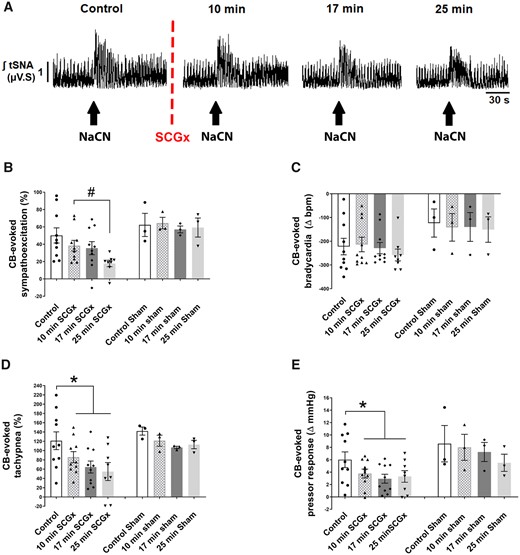 Unilateral SCGx attenuates the ipsilateral CB-evoked sympathoexcitation (A and B), tachypnoea (D), and pressor responses (E) in SH rats (n = 10). (C) the CB-evoked bradycardia was unchanged. (A) Typical tracing of the tSNA (raw and integrated waveform) after chemoreflex stimulation. Sham (SCG) SH rats (n = 3) do not show a change in chemoreflex response over time. The chemoreflex was evoked with NaCN (0.4 µg/µL; 100 µL). Data were analysed using paired Student’s t-test to compare control vs. 10 min SCGx and a mixed-effects model from post 10 min SCGx onwards; *P < 0.05 vs. control and #P < 0.05 vs. 10 min ganglionectomy. Note: the reduced number of data points in (B–E) reflects the loss of high-quality recordings in two preparations.