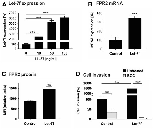 Let-7f promotes LL-37-directed invasion of hMSCs. (A) hMSCs were incubated with 0 (set as 100%), 10, 50, and 100 ng/mL LL-37 and cultivated under serum-free conditions. After 24 h, miRNA expression of let-7f was quantified by qRT-PCR. The values shown were normalized to snoRNAs (SNORD61, SNORD72, U2). (B) hMSCs transfected with synthetic let-7f miRNA mimic (let-7f) or non-specific oligonucleotides (control, C) were cultivated for 3 days and analysed for FPR2 mRNA expression by qRT-PCR. The values were normalized to GAPDH and are given in percent to control set as 100%. (C) hMSCs transfected with let-7f mimics or unspecific control siRNA were incubated for 3 days before analysis. FPR2 protein expression on the cell surface was quantified by flow cytometry analysis. Results are given in mean fluorescence intensity (MFI). (D) hMSCs transfected with let-7f mimics or control siRNA were placed into the upper compartment of Transwell cell migration inserts that had been coated with human ECM. The lower compartment contained 100 ng/mL LL-37 as chemoattractant. After 2 days of incubation in the absence and presence of 100 nM BOC-PLPLP (BOC), a LL-37 receptor antagonist, cells that had been migrated into the lower compartment of the Transwell system were quantified. Untreated control cells were set 100%. All results are given as mean values ± SD of triplicate measurements (n = 3). **P < 0.01; ***P < 0.001 for treated cells compared to controls as computed by Student’s unpaired t-test (A–C) and two-way ANOVA with Bonferroni post hoc test (D).