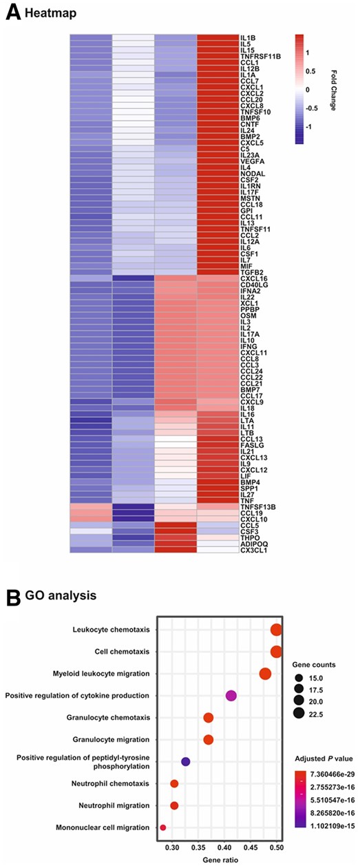 Heatmap and gene ontology analyses of PCR array data on changes in mRNA expression in hMSCs upon exposure to human plaque. hMSCs were cultivated for 24 h in serum-free medium (control) and in the presence of 1:100 dilutions of extracts obtained from human atherosclerotic plaque (Plaque; n = 1) and the adjacent normal tissue (Intima; n = 1) of a single patient as well as pooled plaques from 5 patients (Pool; n = 1). Subsequently, mRNA was isolated and subjected to Human Cytokines & Chemokines RT2 Profiler PCR Array analysis. (A) Heatmap analysis on the expression levels of all 84 genes analysed in the study. Scale: relative normalized expression. (B) Gene ontology (GO) and pathway analysis. The genes were analysed for enrichment in the ontology biological process. The size of the circles is proportional to the number of genes up-regulated more than two-fold within a specified biological process and the colour of the circles reflects the Bonferroni adjusted P-value.
