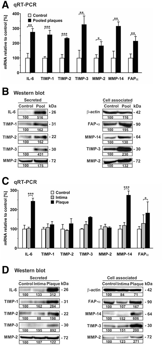 Human plaque increases mRNA expression and release of various proteinases and their inhibitors in hMSCs. hMSCs were cultivated in serum-free medium (control) or in the presence of 1:100 dilutions of pooled protein extracts obtained from human atherosclerotic plaques of five patients (pooled plaque) as well as atherosclerotic plaque (plaque) and adjacent normal intima (intima) from another patient. (A, C) After 24 h, cells were analysed for mRNA expression of gene transcripts as indicated using qRT-PCR. The values were normalized to GAPDH and are given in percent to control set as 100%. (B, D) Analysis of secreted and cell associated proteins was performed by western blot analysis of aliquots from cell culture supernatants and cell extracts, respectively, of hMSCs after 7 days of cultivation. For densitometric quantification, protein from control cells was set as 100% densitometric units. Intracellular β-actin was detected as loading control. Protein data are representative of three independent experiments (n = 3). *P < 0.05, **P < 0.01, ***P < 0.001 for treated cells compared with controls as computed by two-way ANOVA with Bonferroni post hoc test (A, C).