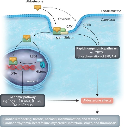 Aldosterone actions via genomic and rapid non-genomic pathways. Aldosterone acts through caveolae-mediated intracellular events and exerts its actions via genomic and rapid non-genomic pathways. MR is complexed with CAV1 and striatin in a caveolae. In the genomic pathway, aldosterone bound to the MR is translocated to the nucleus, where it binds to specific regions of the DNA and leads to gene transcription. LSD1, along with other epigenetic factors, can modulate this effect. There are two main players in the non-genomic pathway. The interaction between the MR, CAV1, and striatin or the activation via the GPER pathway activates the rapid non-genomic pathway, usually via phosphorylation of tyrosine kinase receptors and ERK. MR, mineralocorticoid receptor; CAV1, caveolin-1; LSD1, lysine-specific demethylase 1; Sgk-1, serum and glucocorticoid regulated kinase 1; ICAM1, intracellular adhesion molecule 1; CTGF, connective tissue growth factor; NGAL, neutrophil gelatinase-associated lipocalin; eNOS, endothelial nitric oxide synthase; ROS, reactive oxygen species; ERK, extracellular signal-regulated protein kinase; Akt, protein kinase B; GPER, G protein-coupled estrogen receptor.