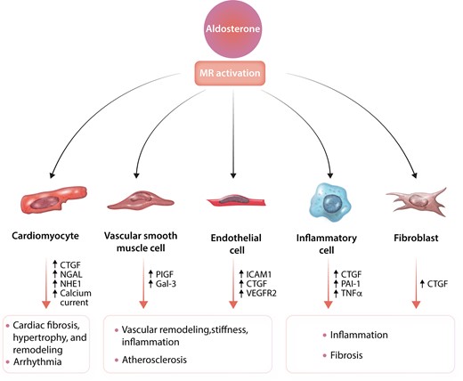 Aldosterone and effects of MR activation in various cells involved in cardiovascular diseases. Detailed discussion of this figure is given in Section 3. MR, mineralocorticoid; CTGF, connective tissue growth factor; NGAL, neutrophil gelatinase-associated lipocalin; NHE1, Na+–H+ exchange isoform 1; ICAM1, intracellular adhesion molecule 1; VEGFR2, vascular endothelial growth factor type 2 receptor; PIGF, placental growth factor; Gal-3, galectin 3; PAI-1, plasminogen activator inhibitor 1; TNFα, tumour necrosis factor α.