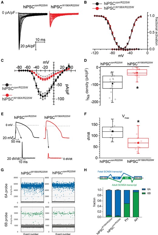 Cardiomyocytes from hiPSCW156X/R225W and hiPSCcorr/R225W show no altered electrical properties due to exon 6B-located p.R225W SCN5A mutation and express mainly the foetal SCN5A isoform. (A) Representative INa traces recorded as indicated in hiPSCcorr/R225W- (black) and hiPSCW156X/R225W- (red) CMs during voltage-clamp activation protocol (test range −80/−15 mV, 22 steps, holding potential = −100 mV). (B) Average activation (AC) and inactivation (IC) curve of INa recorded in hiPSCcorr/R225W- (black; AC: V1/2 = −36.3 ± 0.7 mV, n = 21; IC: V1/2 = −80.9 ± 1 .2 mV, n = 15) and hiPSCW156X/R225W- (red; AC: V1/2 = −35.9 ± 0.4 mV, n = 17; IC: V1/2 = −80.2 ± 0.7 mV, n = 14) CMs. P > 0.05 with Student’s t-test. (C) Mean current–voltage (I–V) relationships of INa recorded in hiPSCcorr/R225W (black, n = 23) and hiPSCW156X/R225W (red, n = 21) CMs, showing a reduction in current density in hiPSCW156X/R225W. Experiments >4. *P < 0.05 with two-way ANOVA repeated measures. Data in (B) and (C) are shown as mean ± SEM. (D) Box plot of maximal peak INa density in hiPSCcorr/R225W (black) and hiPSCW156X/R225W (red) CMs. Dots: single values, lines: median, square: mean, error bars: 1.5× inter-quartile range (IQR). *P < 0.05 with Student’s t-test. (E) Representative APs recorded from hiPSCcorr/R225W- (black) and hiPSCW156X/R225W- (red) CMs paced at 1 Hz. Arrows indicate the respective derivative trace of the AP upstroke, showing a smaller peak in hiPSCW156X/R225W which corresponds to a slower Vmax. (F) Box plot of mean Vmax of APs recorded in hiPSCcorr/R225W- (black) and hiPSCW156X/R225W- (red) CMs. Dots, lines, squares and error bars as in (D). n = 13, experiments = 4. *P < 0.05 with Student’s t-test. (G) Representative outcome of the ddPCR assay showing exon 6A (blue) and 6B (green) expression in hiPSCW156X/R225W- and hiPSCcorr/R225W-CMs. Each coloured dot represents a positive droplet for the fluorophore, grey dots represent negative droplets. (H) Top, schematic of the developmentally regulated alternative splicing of SCN5A exon 6: the foetal SCN5A transcript includes exon 6A, whereas the adult SCN5A transcript includes exon 6B. Bottom, bar graph showing the average fraction of SCN5A exon 6A (blue) and 6B (green) expression in 20-day-old hiPSCW156X/R225W- (n = 5) and hiPSCcorr/R225W-CMs (n = 6) compared with foetal heart (FH) and adult heart (AH).