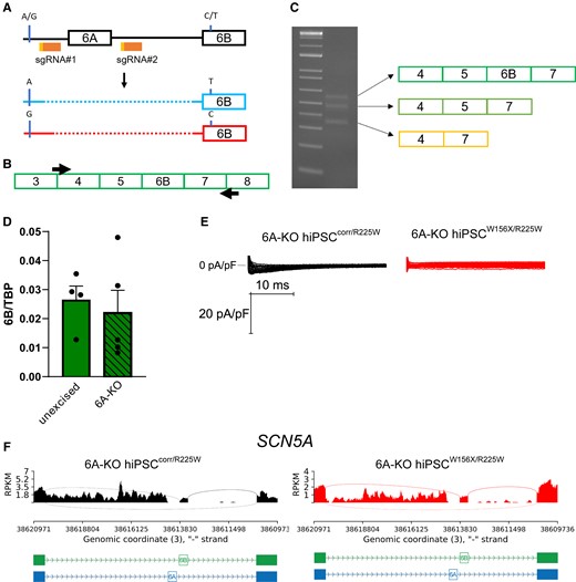 Genetic excision of exon 6A does not increase adult SCN5A isoform expression. (A) Schematic representation of the strategy to excise SCN5A exon 6A using CRISPR/Cas9 with two sgRNAs (sgRNA#1 and #2, orange). In red and light blue, the results of excision (dotted line) in the hiPSCsW156X/R225W: the maternal allele (top, blue, with the mutated T in exon 6B and the A SNP in the intron between exon 5 and exon 6A) carried a 15 bp larger deletion upstream of exon 6A compared with the paternal allele (bottom, red, WT C in exon 6B and G SNP in 5-6A intron). (B) Schematic showing the primers (black arrows) used to amplify and sequencing cDNA from 6A-KO hiPSCcorr/R225W-CMs. (C) Gel electrophoresis of PCR products from (B) showing three bands corresponding to three transcript species as indicated by the arrows. (D) Bar graph of mean expression of exon 6B in unexcised and 6A-KO hiPSC-CMs. Data were normalized to TBP. n = 4. Dots: single values. (E) Representative INa traces recorded from 6A-KO hiPSCcorr/R225W and 6A-KO hiPSCW156X/R225W CMs showing an almost complete absence of the current. (F) Sashimi plots of RNA-seq data from 6A-KO hiPSCcorr/R225W and 6A-KO hiPSCW156X/R225W CMs showing the absence of exon 6A transcription but extensive transcription of the intronic region between exon 5 and exon 6B.