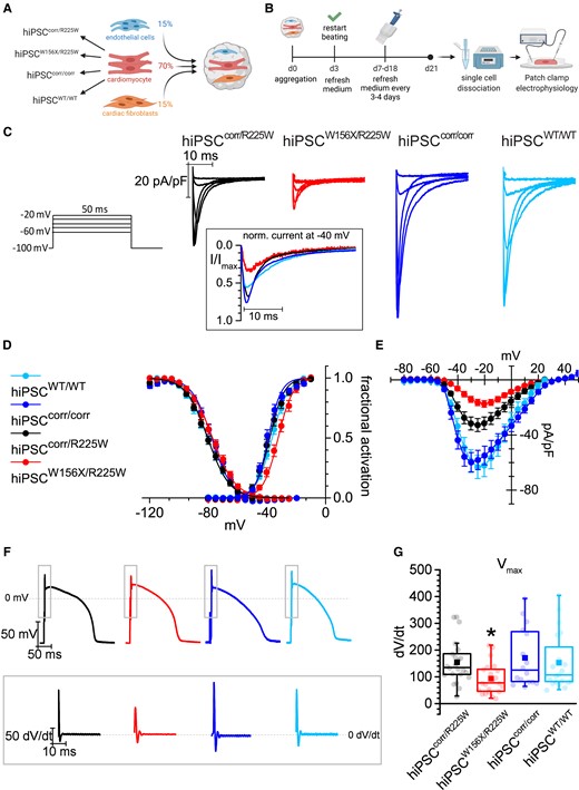Electrical maturation of hiPSC-CMs in 3D cardiac microtissues with hiPSC-derived non-myocytes reveals functional effects of p.R225W SCN5A mutation. (A) Schematic of the microtissue formation using hiPSC-CMs from four lines (hiPSCcorr/R225W, hiPSCW156X/R225W, hiPSCcorr/corr, hiPSCWT/WT) and ECs and CFs from hiPSCWT/WT. The percentage of each cell type is indicated. (B) Schematic of 21-day MT culture protocol until single-cell dissociation for analysis. (C) Representative INa traces recorded in hiPSCcorr/R225W-, hiPSCW156X/R225W-, hiPSCcorr/corr-, and hiPSCWT/WT-CMs dissociated from MTs, corresponding to the voltage steps reported on the right. In the inset, the current at −40 mV normalized to the peak current, to compare the fraction of open channels around the V1/2 of activation. (D) Activation (AC) and inactivation (IC) curve of INa recorded in hiPSCcorr/R225W- (black; AC: V1/2 = −38.1 ± 1.2 mV; IC: V1/2 = −80.6 ± 1.1 mV; n = 16), hiPSCW156X/R225W- (red; AC: V1/2 = −32.4 ± 1.2 mV*, n = 11; IC: V1/2 = −77.3 ± 1.4 mV, n = 9), hiPSCcorr/corr- (blue; AC: V1/2 = −39.3 ± 0.9 mV, n = 17; IC: V1/2 = −77.9 ± 1.2 mV; n = 16), and hiPSCWT/WT- (light blue; AC: V1/2 = −36.5 ± 0.9 mV, n = 8; IC: V1/2 = −80.8 ± 1.3 mV, n = 7) CMs showing a rightward shift in INa activation in hiPSCW156X/R225W-CMs. *P < 0.05 vs. the other lines with one-way ANOVA and Fisher’s post hoc test. Experiments = 3. (E) Mean voltage-density plot of INa recorded in hiPSCcorr/R225W- (black), hiPSCW156X/R225W- (red), hiPSCcorr/corr- (blue), and hiPSCWT/WT- (light blue) CMs, showing a reduction in current density in hiPSCW156X/R225W- and hiPSCcorr/R225W-CMs compared with the corrected and WT line and a shift in the activation of hiPSCW156X/R225W-CMs. From −45 to −20 mV: P < 0.05 for hiPSCW156X/R225W and for hiPSCcorr/corr vs. the other lines with two-way ANOVA repeated measures. Experiments = 3. (F) Representative AP traces recorded with dynamic clamp from hiPSCcorr/R225W- (black), hiPSCW156X/R225W- (red), hiPSCcorr/corr- (blue), and hiPSCWT/WT- (light blue) CMs paced at 1 Hz. The inset indicates the respective derivative trace of the AP after the stimulus. (G) Box plot of mean Vmax of APs recorded in hiPSCcorr/R225W- (black, n = 23), hiPSCW156X/R225W- (red, n = 22), hiPSCcorr/corr- (blue, n = 17), and hiPSCWT/WT- (light blue, n = 20) CMs. Dots: single values, lines: median, squares: mean, error bars: 1.5× IQR. *P < 0.05 vs. the other lines with one-way ANOVA and Fisher’s post hoc test. Experiments = 4.