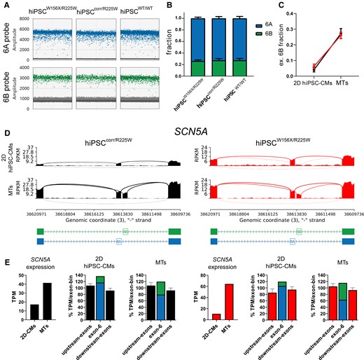 SCN5A exon 6B expression is increased in MTs compared with monolayer hiPSC-CMs. (A) Representative outcome of the ddPCR assay showing exon 6A (blue) and 6B (green) expression in hiPSCW156X/R225W-, hiPSCcorr/R225W-, and hiPSCWT/WT-CMs. (B) Bar graph of the average fraction of SCN5A exon 6A and 6B expression in hiPSCW156X/R225W-, hiPSCcorr/R225W- and hiPSCWT/WT-MTs (n = 3). (C) Plot showing the fraction of SCN5A exon 6B expression in monolayer (2D) hiPSC-CMs compared with MTs for hiPSCcorr/R225W (black) and hiPSCW156X/R225W (red), indicating a strong increase of the relative expression of exon 6B in MTs. (D) Sashimi plots of RNA-seq data from 2D hiPSC-CMs and MTs for hiPSCcorr/R225W and hiPSCW156X/R225W showing increased expression of SCN5A exon 6B in MTs in both lines. (E) Bar graphs from RNA-seq data (TPM) from hiPSCcorr/R225W (left, black) and hiPSCW156X/R225W (right, red) showing increased expression of SCN5A and higher fraction of exon 6B-including transcripts in MTs compared with 2D hiPSC-CMs.