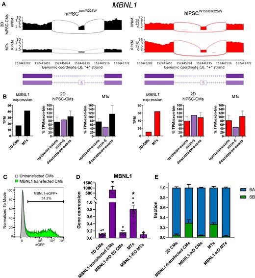 MBNL1 is up-regulated in MTs and promotes exon 6B expression. (A) Sashimi plots of RNA-seq data from 2D hiPSC-CMs and MTs for hiPSCcorr/R225W and hiPSCW156X/R225W showing decreased expression of MBNL1 exon 6 in MTs in both lines. (B) Bar graphs showing expression based on RNA-seq data (TPM) from 2D CMs and MTs from hiPSCcorr/R225W (left, black) and hiPSCW156X/R225W (right, red); MBNL1 was up-regulated and a lower fraction of exon 5-including transcripts (purple) in MTs compared with 2D hiPSC-CMs. (C) FACS analysis showing the percentage of eGFP-expressing cells (MBNL1-eGFP+) in untransfected (grey) and MBNL1-transfected (green) hiPSC-CMs. (D) MBNL1 expression analysis by qPCR in 2D CMs, MBNL1-transfected CMs, MBNL1-KO 2D CMs, MTs, and MBNL1-KO MTs. *P < 0.05, One-way ANOVA compared with 2D CMs. n > 3. Dots: single values. (E) Fraction of exon 6A (blue) and exon 6B (green) SCN5A analysed by ddPCR in the cells from (C), as indicated. n > 3.