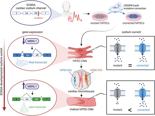 hiPSC-CM maturation in 3D cardiac microtissues promotes SCN5A fetal to adult isoform switch.