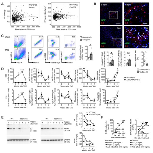Increased EOS in hypertrophic hearts are the major source of cardiac IL4 and mEar1. (A) Linear regression analysis of blood EOS counts vs. LV mass and LV mass index from 644 patients with hypertension and chest pain after exclusions. (B) Immunofluorescent double staining of GFP and IL4 detected GFP-positive and GFP+IL4+ double-positive EOS, and IL4-positive areas in hearts from eoCRE+/-GFP+/– mice at 14 days after sham or TAC. Scale: 100 µm, inset: 35 µm. (C) FACS quantified heart EOS number in WT mice at 14 days after sham or TAC. Gating strategies are included. (D/E) FACS determined heart EOS, monocyte, macrophage, and neutrophil counts and percentages in CD45+ cells (D) and immunoblot analysis detected heart IL4 and mEar1 levels (E) from WT and ΔdblGATA mice at 0, 1, 2, and 4 weeks after TAC. (F) ELISA determined culture medium IL4 and mEar1 levels from WT EOS treated with different doses of mEar1 or IL4, or their antibodies. Data are mean ± SEM. Representative images or immunoblots in B and E are shown. The numbers of samples or tests are indicated. (F) Results from three experiments. P < 0.05 was considered statistically significant. Non-parametric Mann–Whitney U test followed by Bonferroni correction (B–E), one-way ANOVA followed by a post hoc Tukey’s test (F).
