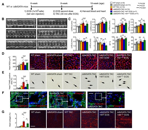 EOS and EOS-derived IL4 protect mice from TAC-induced cardiac hypertrophy. (A) Schematic outline of experimental procedures. (B) Representative M-mode echocardiographic images, time stamp: 100 ms, vertical bar: 2 mm. (C) Echocardiogram results from WT and ΔdblGATA mice and those received reconstitution of EOS from WT and Il4–/– mice at 14 days after sham or TAC. (D) Heart frozen section WGA immunofluorescent staining and measurement, bar: 40 µm. (E) Heart frozen section TUNEL staining, bar: 200 µm. Arrows indicate apoptotic cells. (F) Heart frozen section cleaved caspase-3 immunofluorescent double staining with β-myosin or α-SMA, bar: 200 µm, inset bar: 75 µm. (G) Heart frozen section Sirius red staining, bar: 400 µm. Mouse genotypes, treatments, and numbers in each group are indicated. Representative images in panels (D), (E), and (G) are shown to the right. Data are mean ± SEM. P < 0.05 was considered statistically significant. One-way ANOVA followed by a post hoc Tukey’s test.