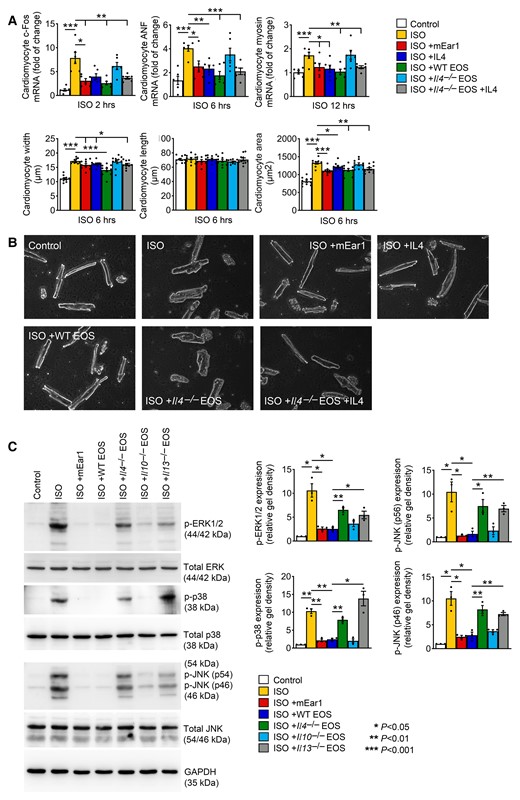 EOS and EOS-derived IL4 and mEar1 reduce ISO-induced cardiomyocyte hypertrophy. (A) RT-PCR determined the c-Fos, ANF, and β-myosin expression in cardiomyocytes treated without or with ISO, IL4, mEar1, WT EOS, or Il4–/– EOS with or without IL4 for different times as indicated. Length, width, and area of cardiomyocytes were also shown. (B) Representative images of cardiomyocytes after different treatments for 6 h as indicated. Bar: 50 µm. (C) Immunoblot analyses of total and phosphorylated ERK1/2, p38, and JNK from cardiomyocytes pre-treated with mEar1 and different types of EOS for 12 h and then ISO for 30 min. Representative immunoblots are shown to the left. All data are mean ± SEM from three independent experiments. P < 0.05 was considered statistically significant. One-way ANOVA followed by a post hoc Tukey’s test.
