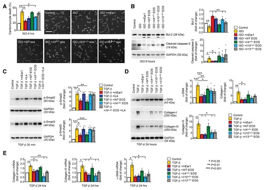 EOS, mEar1, and IL4 activities in mouse cardiomyocyte apoptosis and cardiac fibroblast TGF-β signalling and fibrosis. (A) Cardiomyocyte death percentage (bar: 100 µm) after cells were pre-treated with or without mEar1 or different EOS lysates for 12 h, followed by ISO for 6 h. (B) Immunoblot analysis of Bcl-2 and cleaved caspase-3 from cardiomyocytes with the same treatments as in (A). (C) Immunoblot analysis of p-Smad2/3 after cardiac fibroblasts were pre-treated with or without mEar1, IL4, or different EOS lysates with or without IL4 for 12 h, followed by TGF-β for 30 min. (D) Immunoblot analysis of α-SMA, Collagen I and III after cardiac fibroblasts were pre-treated with or without mEar1 or different EOS lysate for 12 h, followed by TGF-β for 24 h. (E) RT-PCR determined the mRNA levels of α-SMA, Collagen I and III in cardiac fibroblasts after the same treatment as in (D). GAPDH was used as protein loading control for all immunoblots. Representative images for panels (A–D) are shown. All data are mean ± SEM from six experiments per group. P < 0.05 was considered statistically significant. One-way ANOVA followed by a post hoc Tukey’s test.