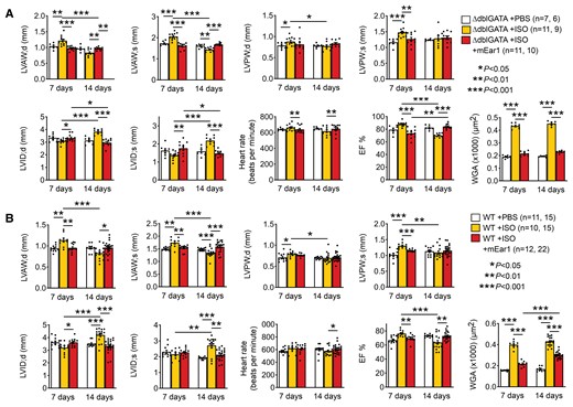 mEar1 protects mouse heart from ISO-induced cardiac hypertrophy. (A/B) Echocardiogram results and cardiac cell hypertrophy (WGA staining) of ΔdblGATA (A) and WT mice (B) treated with ISO infusion from implanted minipumps and daily i.p. injection of PBS or mEar1 (2 µg/day) for 7 and 14 days. The number of mice in each group is indicated. All data are mean ± SEM. P < 0.05 was considered statistically significant. One-way ANOVA followed by a post hoc Tukey’s test.