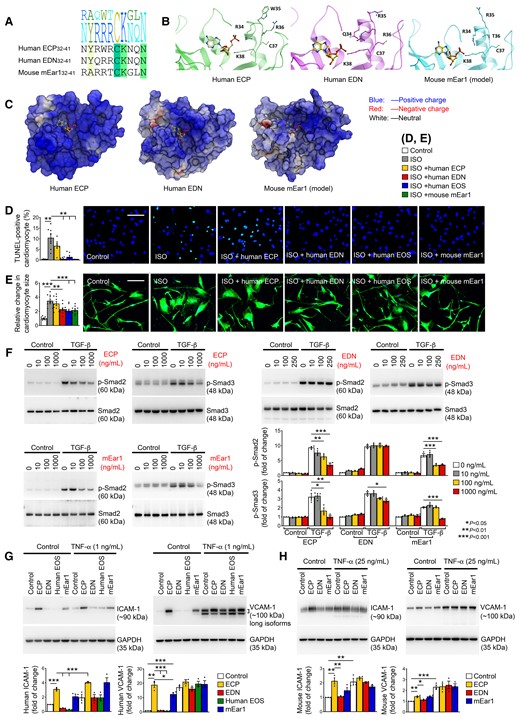 ECP activities on human cardiomyocytes, cardiac fibroblasts, and ECs. (A) Human ECP32–41, human EDN32–41, and mouse mEar132–41 amino acid sequence alignment, corresponding to the CPP region in ECP. (B) Crystal structure of the CPP region in human ECP (left) and corresponding regions in EDN structure (middle) and mouse mEar1 model (right). Adenosine 2′-5′-diphosphate molecule co-crystalized with EDN was transferred into the ECP structure and mEar1 model to show the location of the catalytic active site. (C) Human ECP, human EDN, and mouse mEar1 molecule surface charges. (D) TUNEL staining detected human cardiomyocyte death after cells were exposed to 10 µM ISO with or without different cationic proteins or human EOS lysates. (E) Human β-myosin immunofluorescent staining detected human cardiomyocyte hypertrophy after the same treatments as in (D). Scale: 200 µm. (F) Immunoblot analyses of p-Smad2/3 from human cardiac fibroblasts treated with and without 10 ng/mL TGF-β and different doses of ECP, EDN, and mEar1. (G) Immunoblot detected the expression of ICAM-1 and VCAM-1 in human aortic ECs treated with or without 1 ng/mL TNF-α, ECP, EDN, human EOS lysate, and mEar1 as indicated. (H) Immunoblots detected the expression of ICAM-1 and VCAM-1 in mouse heart ECs treated with or without 25 ng/mL TNF-α, and ECP, EDN, and mEar1. All data are mean ± SEM. (D) Included seven experiments per group, (E) included 40 measures per group, and (F–H) included three experiments per group. P < 0.05 was considered statistically significant. One-way ANOVA followed by a post hoc Tukey’s test.