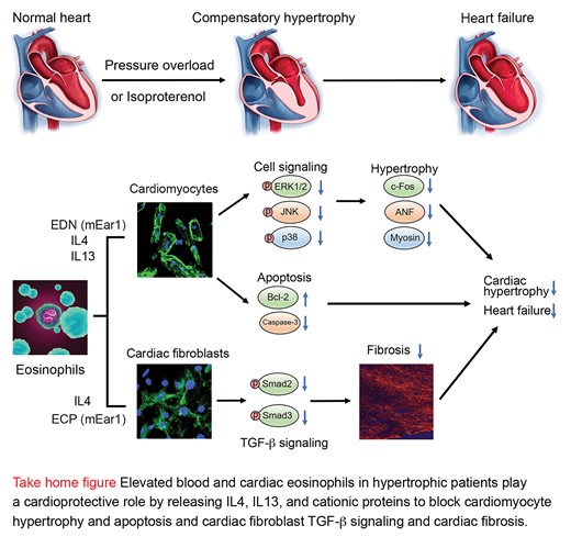 Graphical Abstract