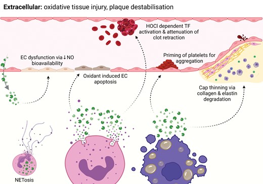 Extracellular MPO. MPO is released into the extracellular space via neutrophil degranulation, migration from the intravascular space and granulocyte apoptosis. This liberation of MPO is responsible for plaque destabilization through various specific mechanisms. In addition, MPO plays a causal role in the formation of NETs, which are implicated in plaque destabilization.