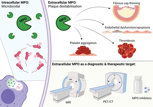 The advantage of MPO to other inflammatory mediators linked to vulnerable, inflammatory atherosclerosis is in the ability of therapeutic and diagnostic approaches to selectively target the damaging extracellular activity while preserving its beneficial cellular effects.