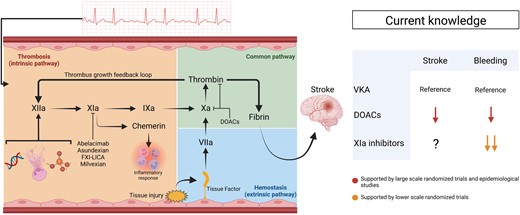 A schematic representation of haemostasis and thrombosis processes in relation to current knowledge regarding anticoagulant drugs in patients with AF. Endothelial injury leads to haemostasis activation involving the extrinsic pathway, following tissue factor release and Factor VII activation. Thrombin and various molecular patterns (DNA, neutrophil extracellular traps, and collagen or polyphosphate groups) lead to the activation of the intrinsic pathway. FXIa is an important component of the intrinsic pathway. FXIa also leads to the generation of chemerin, potentially involved in the inflammatory response. Large-scale studies have demonstrated at least equivalent efficiency for stroke prevention and reduced bleeding risk with DOACs, compared with VKA. Early stage clinical trial studies suggest that FXIa inhibitors have lower bleeding risks than DOACs. The impact of FXIa inhibition on stroke prevention is currently under investigation. DOACs, direct-acting oral anticoagulants; FXI-LICA, Factor XI ligand-conjugated antisense; VKA, vitamin K antagonists.