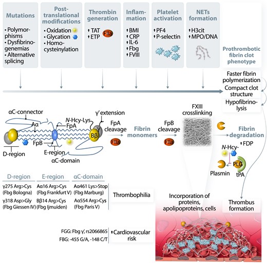 Factors and potential mechanisms involved in fibrinogen and fibrin modulation leading to prothrombotic fibrin clot phenotype. Fibrinogen (Fbg) molecule alterations, including common polymorphisms and mutations, were identified in all structural regions of this protein. Fbg is prone to post-translational modifications such as oxidation, glycation, or homocysteinylation. All these factors can influence Fbg conformation and lead to altered polymerization, resulting in the formation of dense, poorly permeable, and resistant to lysis fibrin networks, known as a prothrombotic fibrin clot phenotype. Increased prothrombin conversion to thrombin (FIIa), reflected in vivo by higher levels of thrombin–antithrombin (TAT) complex or ex vivo by increased endogenous thrombin potential (ETP) were also associated with unfavourably modified fibrin properties, probably by influencing the rate of fibrinopeptide A and B cleavage, resulting in the formation of denser fibrin clots composed of thinner fibres. Moreover, FIIa activates platelets and protein C anticoagulant systems, and inhibits fibrinolysis. Incorporation of cellular components into the fibrin network as well as binding of different proteins to fibrin by covalent and non-covalent interactions can additionally modify fibrin clot properties, especially when related to acute or chronic proinflammatory conditions. Cross-linking by factor XIII (FXIII) stabilizes fibrin structure and catalyses binding of several proteins into fibrin network. Increased body mass index (BMI) and higher levels of C-reactive protein, interleukin-6 (IL-6), or factor VIII (FVIII) were reported to be associated with prothrombotic fibrin clot phenotype in obese subjects, patients with atherosclerotic vascular disease, or individuals following venous thrombo-embolism. Release of platelet factors, such as platelet factor 4 (PF4) or P-selectin during acute thrombotic events, was also associated with the formation of dense fibrin structure resistant to enzymatic degradation. Recent data underlined an important role of neutrophil extracellular traps (NETs) formation, reflected by higher plasma levels of citrullinated histones H3 (H3cit) or myeloperoxidase (MPO)-DNA complexes in modulation of fibrin clot phenotype into more prothrombotic in acute states, such as myocardial infarction or pulmonary embolism as well as in patients with diabetes or atrial fibrillation. Faster fibrin polymerization is associated with the formation of dense and compact fibrin networks, which limits the accessibility of fibrinolytic factors. However, fibrinolysis can be limited by increased levels of plasminogen (PLG) inhibitors such as PLG activator inhibitor type 1 (PAI-1) or decreased levels of fibrinolysis activators, including tissue PLG activator (tPA). PLG conversion to plasmin is additionally inhibited by post-translational modifications of this protein, leading to a disturbed balance between coagulation and fibrinolysis during a proinflammatory state. Increased fibrin formation leads to subsequent fibrinolysis and generation of different fibrinogen degradation products (FDP), which may be incorporated into clots/thrombi altering their properties.