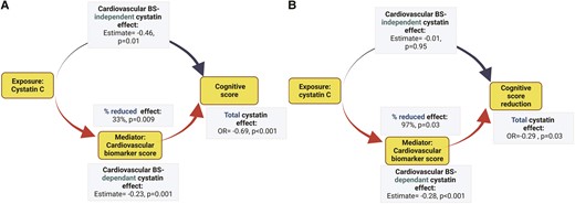 Purpose of mediation used in the study. Directed acyclic graph theorizing possible etiological relationships. The graph is not exhaustive. The effect of cystatin C on neurocognitive abnormalities (global cognition at TILDA Wave 1, cognitive score reduction between Wave 1 and Wave 3) in the study cohort is exercised as an example. The estimates represent the total and decomposed effects of kidney function in a one mg/mL unit increase of plasma cystatin C transformed to its base natural logarithms (ln-cystatin C). A cardiovascular biomarker score (Cardiovascular BS) is tested as a mediator. The analyses were based on a multivariable linear regression model adjusted for age, demographics (sex, education, depression), and clinical vascular risk factors (i.e. smoking, obesity, systolic blood pressure, diastolic blood pressure, number of CVD risk factors, diabetes mellitus, total cholesterol level, HDL-cholesterol level, C-reactive protein level). Mediation results for vascular markers are described in Table 4 (Panels A and B).