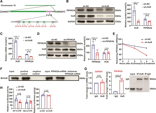 HuR directly interacts with PIP4K2A mRNA and regulates its post-transcriptional expression. (A) Putative binding sites of HuR with PIP4K2A mRNA in the 3′-UTR. (B–C) PIP4K2A protein (B) and mRNA (C) levels in human valvular interstitial cells (hVICs) transfected with sh-HuR or sh-NC (n = 6). (D) HuR protein expression in hVICs transfected with sh-PIP4K2A or sh-NC (n = 6). (E) Expression of PIP4K2A mRNA in hVICs transfected with sh-HuR or sh-NC and treated with actinomycin D as detected by qRT-PCR (n = 6). (F) Detection of HuR protein using western blotting with the eluate pulled down by the biotinylated PIP4K2A mRNA and negative control (antisense PIP4K2A mRNA) probe. (G) RBP immunoprecipitation (RIP) assays were performed using normal mouse IgG or anti-HuR. Relative expression levels of PIP4K2A and GAPDH mRNAs were detected by qRT-PCR (n = 6). (H) Relative luciferase activities of PIP4K2A WT or mutated 3′-UTR reporter (left) (n = 6), and PIP4K2A mRNA promoter reporter in VICs transfected with sh-HuR or sh-NC (right) (n = 8) detected using the dual-luciferase reporter assay. GAPDH (B, D) protein levels were used for normalization. Values are mean ± SD. Statistical differences were determined using two-tailed unpaired Student’s t-test for two groups (B–D, G, and H). Statistical significance was set at P < 0.05.