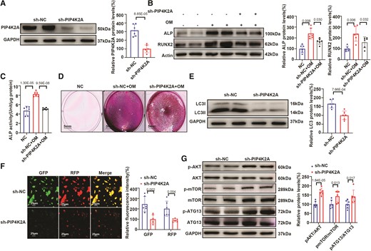 PIP4K2A knockdown inhibits OM-induced osteogenic differentiation by activating the PI3K/AKT/mTOR/ATG13 pathway in vitro. (A) Silencing efficiency of shRNA targeting PIP4K2A in VICs (n = 6). (B–D) Expression of osteogenic differentiation markers (n = 6) (B), ALP activity (n = 6) (C), and alizarin red staining (D) in hVICs transfected with sh-PIP4K2A or sh-NC and stimulated with osteogenic differentiation medium (OM), scale bar = 5 mm. (E) Protein expression of the autophagy marker LC3 in hVICs transfected with sh-PIP4K2A or sh-NC (n = 6). (F) RFP–positive and GFP–positive LC3–labelled autophagosomes in hVICs transfected with sh-PIP4K2A or sh-NC (n = 6), scale bar = 25 μm. (G) Western blot analysis of proteins involved in the AKT/mTOR/ATG13 signalling pathway in hVICs transfected with sh-PIP4K2A or sh-NC (n = 6). Actin (B) or GAPDH (A, E, and G) protein levels were used for normalization. Values are mean ± SD. Statistical differences were determined using two-tailed unpaired Student’s t-test for two groups (A–C and E–G). Statistical significance was set at P < 0.05.