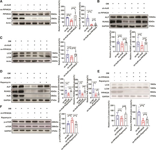 PIP4K2A overexpression and rapamycin treatment rescue autophagy levels and osteogenic differentiation induced by HuR knockdown in vitro. (A) Efficiency of HuR silencing and PIP4K2A overexpression in VICs (n = 6). (B, C) Overexpression of PIP4K2A reversed the decrease in osteogenic differentiation (B) and autophagy flux (C) marker levels in hVICs transfected with sh-HuR upon OM stimulation compared with that in controls (n = 6). (D) Rapamycin treatment reversed the decrease in osteogenic differentiation marker expression in hVICs transfected with sh-HuR upon OM stimulation compared with that in controls (n = 6). (E, F) Rapamycin treatment reversed the decrease in autophagy marker (E) and increase in p-mTOR/mTOR (F) expression in hVICs transfected with sh-PIP4K2A upon OM stimulation (n = 6). Actin (A, C) or GAPDH (B, D–F) protein levels were used for normalization. Values are mean ± SD. Statistical differences were determined using two-tailed unpaired Student’s t-test for two groups (A–F). Statistical significance was set at P < 0.05.
