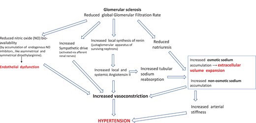 Main pathophysiological alterations leading to hypertension in CKD. High renin and aldosterone levels are common among CKD patients. Angiotensin II, a direct vasoconstrictor, increases vascular resistance and arterial pressure. Angiotensin II also enhances, in a direct manner, sodium reabsorption in the proximal tubule and stimulates via aldosterone hypersecretion sodium reabsorption in the collecting duct. Furthermore, renal function loss per se reduces sodium excretion, which amplifies sodium retention. Non-osmotic sodium accumulation activates pro-hypertensive mechanisms via the inflammatory-immune system (see text). Due to sodium retention and volume expansion secondary to reduced GFR, endogenous cardiotonic steroids (ouabain and other ouabain-like steroids) are increased in CKD patients. High levels of these steroid compounds contribute to raise BP by impairing vasodilatory mechanisms.