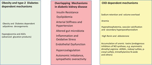 Separate and overlapping risk factors for cardiovascular disease in overweight and obesity and in CKD. Risk factors triggered by obesity and Type 2 diabetes are listed in the light green panel and those by CKD in the yellow panel. Overlapping risk factors by obesity/Type 2 diabetes and CKD are listed in the light red panel, at the centre of the figure.