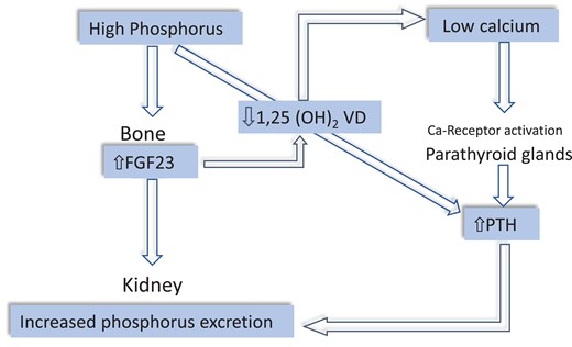 Sequence of CKD-MBD hormones alterations in CKD. Phosphate accumulation and hyperphosphataemia secondary to reduced GFR stimulate FGF23 synthesis in the bone. FGF23 in turn not only augments phosphate excretion but also reduces 1,25 vitamin D levels thereby lowering serum calcium. Reduced renal mass in the course of CKD contributes to lower 1,25 vitamin D, a hormone synthesized in the kidney. Hypocalcaemia stimulates the calcium receptor in the parathyroid glands, which raises circulating PTH. High PTH contributes to increase phosphate excretion.