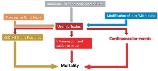 Multiple inter-relationships between uremic toxins, derangements in endocrine control, inflammation and oxidative stress impinging upon cardiovascular risk in CKD. ‘Progressive renal injury, which facilitates accumulation of uremic toxins, and alterations in the gut microbiota, which increase the synthesis of the same compounds, are main factors for the high levels of uremic toxins in CKD patients and alterations in liver and bone metabolism contribute to this process. Uremic toxins incite inflammation and cardiovascular events and contribute to the chronic kidney disease -metabolic bone disorder (CKD-MBD) and the resulting high risk for fractures of CKD patients. Inflammation, the CKD-MBD disorder and the high risk for cardiovascular events all conjure in causing a high death risk in the CKD population’.