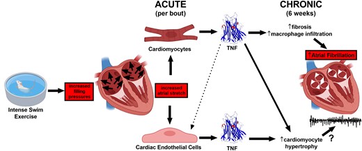 Graphical Abstract