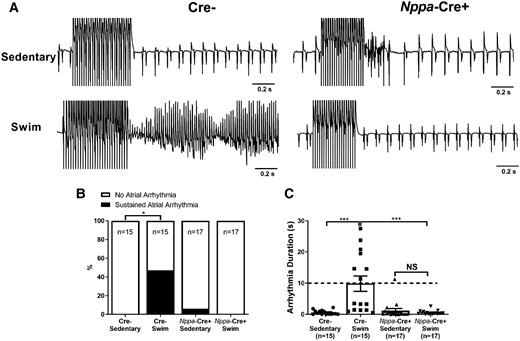 Atrial-specific gene ablation of Tnf reduces atrial arrhythmias inducibility in swim-trained mice. Atrial arrhythmia inducibility was determined using intracardiac octopolar catheters inserted into the right atria via the superior jugular vein. (A) Representative electrical recordings using intracardiac catheters during and following programmed electrical stimulations in sedentary and swim-exercised mice with (Nppa-Cre+) (n = 17 per group) and without (Cre−) (n = 15 per group) atrial-specific Tnf ablation. Prolonged highly disorganized electrical patterns lasting greater than 10 s, indicative of atrial arrhythmias, were only seen typically in swim-exercised Cre− mice. (B and C) Atrial-specific Tnf ablation prevented (P value from 2 × 2 contingency table using Fisher’s exact test) the incidence of atrial arrhythmias lasting >10 s and decreased the duration of arrhythmia episodes. Data presented as mean ± S.e.m. P values for arrhythmia durations from Mann–Whitney U test with Dunn’s multiple comparisons test. *P < 0.05; **P < 0.01.