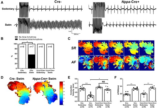 Effects of atrial cardiomyocyte-specific Tnf ablation on electrical properties on exercise-induced arrhythmias and electrical changes in isolated atria. (A) Representative field electrogram recordings from isolated (denervated) atria in Nppa-Cre+ and Cre− sedentary and exercised mice showing atrial arrhythmia inducibility. Note evidence of sustained AF episodes in Cre− exercised mice only. (B) Atrial-specific Tnf ablation (Nppa-Cre+) reduced the sustained (>10 s) atrial arrhythmia inducibility (P value from 2 × 2 contingency table using Fisher’s exact test) in exercised mice (n-values indicated in figure panel). (C) Representative optically-mapped images of AF episodes from rapidly stimulated isolated atria during sinus rhythm (SR) (top panel) and during AF (bottom panel). (D and E) Typical isochrone activation maps and summary results of conduction velocity (CV) measured in right atrial appendages isolated from Nppa-Cre+ (n = 6) and Cre− (n = 7) swim-exercised mice revealed that CVs are slowed in Cre−, but not Nppa-Cre+ swim mice when compared to their sedentary counterparts (n = 8 and 6 per group, respectively). (F) In isolated atrial preparations, action potential duration at 90% of repolarization (APD90) was prolonged in exercised compared to sedentary mice, in both Nppa-Cre+ and Cre− groups. The n value for individual groups is indicated on bar graphs. Data presented as mean ± S.e.m. P values from two-way ANOVA with Sidak’s multiple comparison tests. *P < 0.05; **P < 0.01; ***P < 0.001.